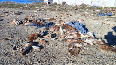 Preocupación en los vecinos de una ciudad de Santa Cruz por la presencia de un "cementerio" de guanacos  