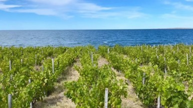 El primer viñedo marítimo del mundo está en la Patagonia argentina: los detalles  