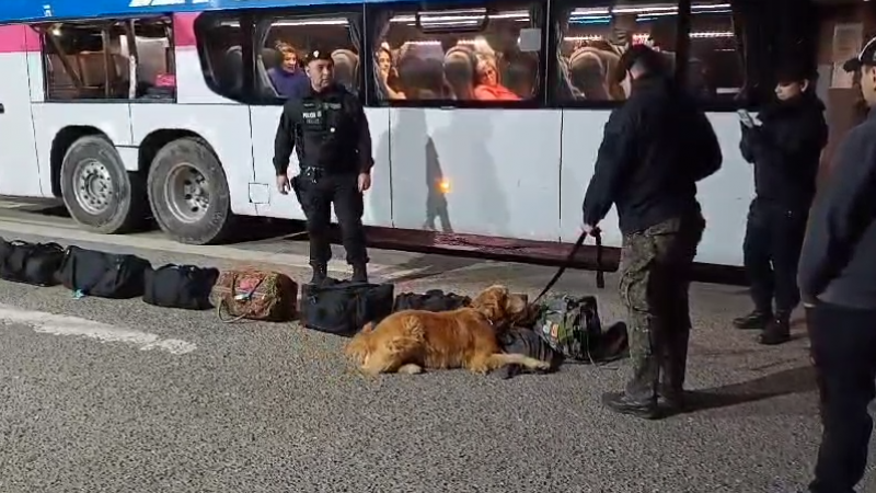 Durante la revisin de un colectivo, el can Niko, detect pertenencias sospechosas de un pasajero