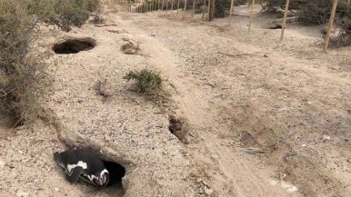 Patagonia: su abuelo donó tierras para un Área Protegida, pero su nieto masacró pingüinos, adultos y crías, y afronta un juicio de repercusión mundial 