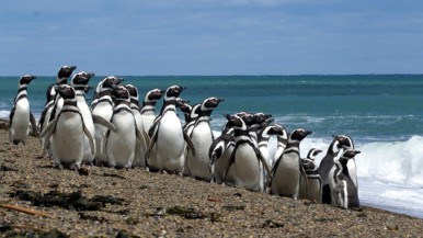 Los Pingüino en Punta Tombo, Chubut 