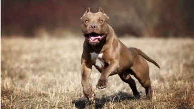 Una bebé y un niño fueron ferozmente atacados por un pitbull