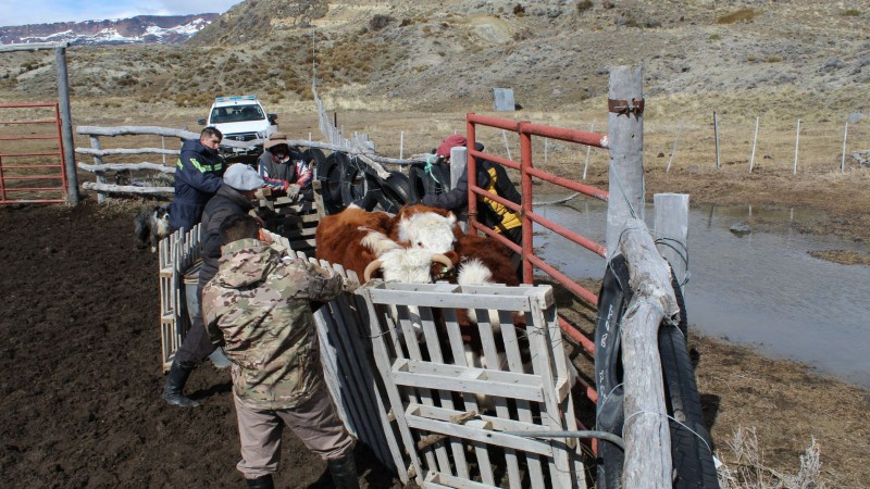 Santa Cruz: allanaron estancias y encontraron animales que eran de otros propietarios 