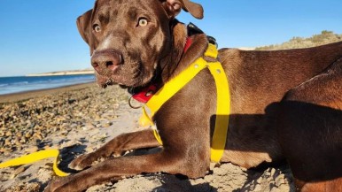 Volcó en la ruta entre Comodoro y Trelew y busca desesperadamente a su perro que se asustó y escapó 