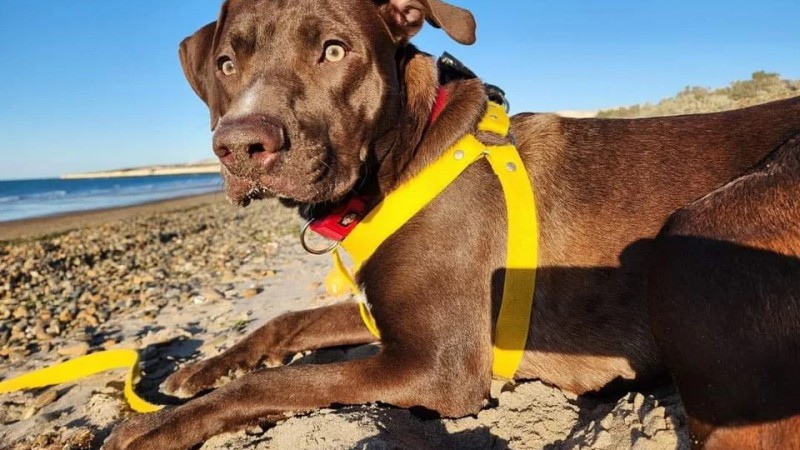 Volc en la ruta entre Comodoro y Trelew y busca desesperadamente a su perro que se asust y escap 