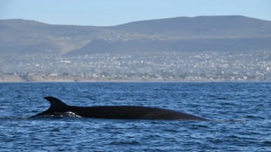 Caleta Olivia quiere convertirse en "Ciudad de Ballenas": la particularidad de una especie y el proyecto de un servicio de embarcaciones  