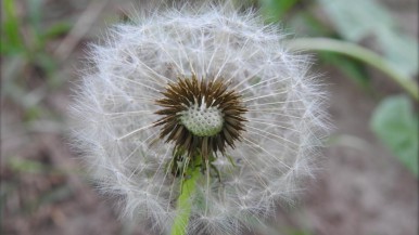 Alergias de primavera: cuáles son las más comunes y cómo detectarlas