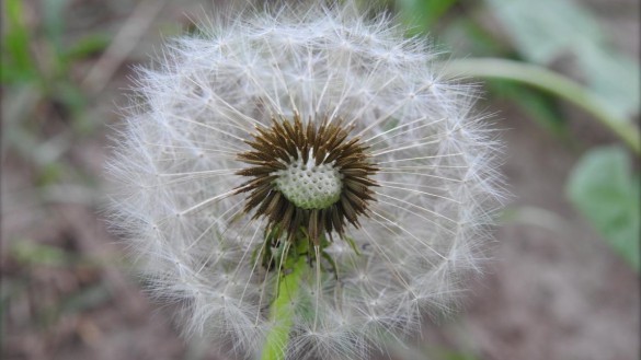 Alergias de primavera: cuáles son las más comunes y cómo detectarlas