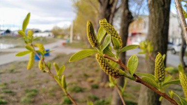 Temperatura que superará los 20° en Río Gallegos, y el clima en el primer día del Festival por el Aniversario 