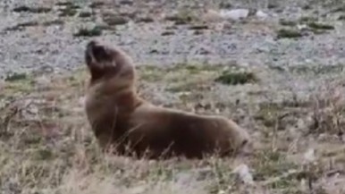 Apareció un lobo marino en la costanera de Río Gallegos y los vecinos se detenían a sacarle fotos: se encontraba en buen estado