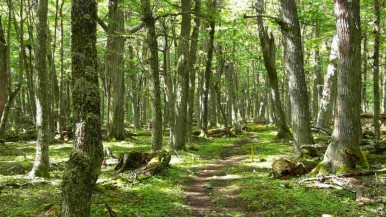 Disolvieron el fondo fiduciario de cuidadode bosques 