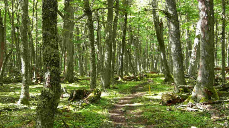 El Gobierno de Milei disolvi el fondo de proteccin de bosques nativos