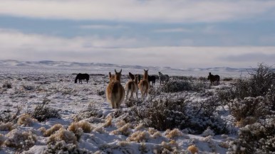 Preocupación en los productores de Santa Cruz por la superpoblación de guanacos: aseguran que hay casi 3 millones  