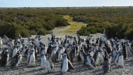 Río Gallegos: el regreso de los pingüinos a Cabo Vírgenes, la segunda colonia más grande de Sudamérica 