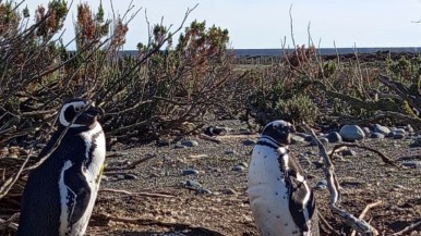 Buscan mejorar la reserva santacruceña 