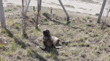 Apareció otro lobo marino en Río Gallegos y fue devuelto a su hábitat 