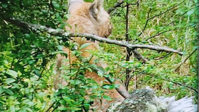 Imagendel puma avistado en el parque nacional. Ph: Virginia Jurez