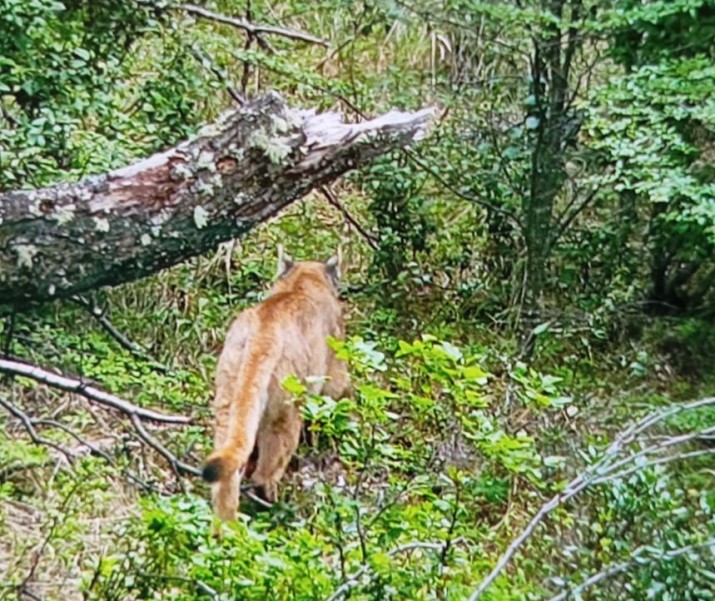 Fotografan a un puma en el parque nacional los Glaciares