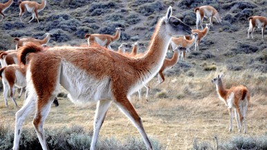 La superpoblación de guanacos preocupa a los productores rurales 