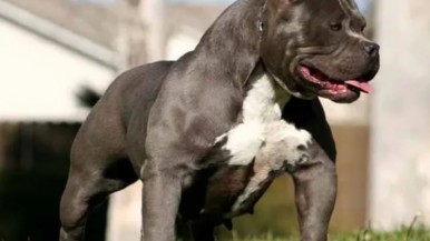 Un nene fue a la casa de su amigo a jugar y lo atacó un perro pitbull: sufrió heridas graves y está internado 