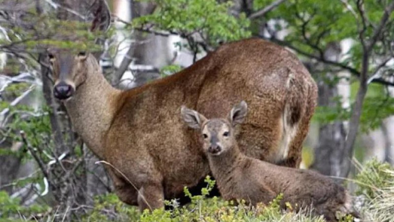 Sorpresa en Patagonia: apareci una hembra de huemul con su cra al lado de un camino