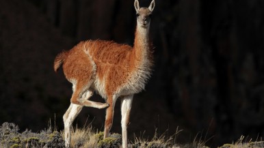 Duro comunicado del Conicet sobre el guanaco en la Patagonia: desmintió la superpoblación y lo desligó de responsabilidad en la crisis ganadera 