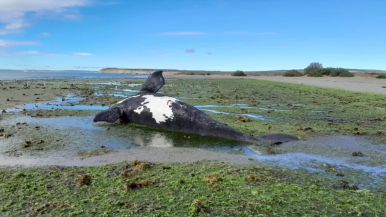 Preocupa la muerte de fauna marina 