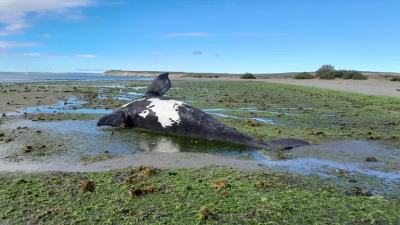 Preocupacin en Chubut: murieron 18 ballenas adultas por una toxina