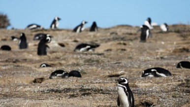 Patagonia: hoy se conoce el veredicto por el hombre que con una topadora aplastó nidos de pingüinos y que fue denunciado por su tío 