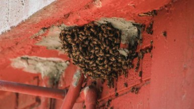 Horror en Rosario: un hombre murió tras ser atacado por 150 abejas 