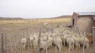 El Plan Lanar por animales esquilados fue dado de baja 