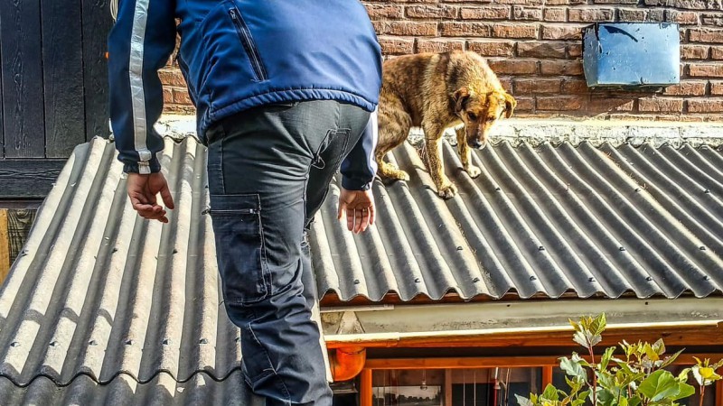 Bomberos de Santa Cruz rescatan a un perro en un techo 