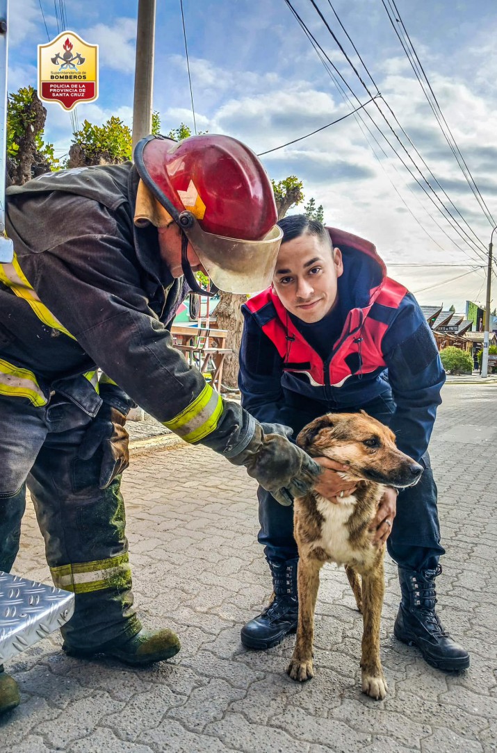 Bomberos de Santa Cruz rescatan a un perro en un techo 