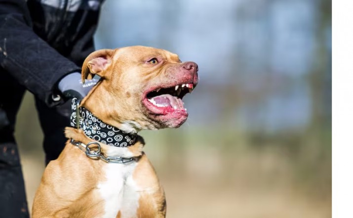 Un nio de 10 aos fue atacado por dos pitbull en Santiago del Estero