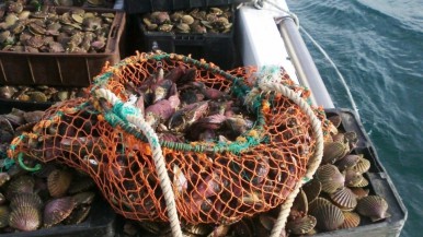 Declararon veda por Marea Roja en el Golfo Nuevo