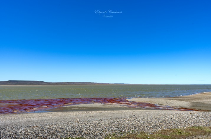 Nuevas imgenes alertan sobre la contaminacin en la costanera de Ro Gallegos