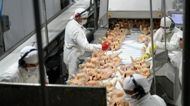 Preocupación: la principal productora de pollos del país busca reducir salarios o despedir 700 empleados  