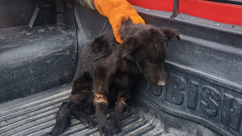 Santa Cruz: Polica rescata en la ruta a perro que haba sido abandonado y estaba amarrado 