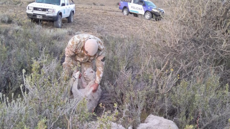 Los agentes hallaron nueve ovinos vivos y maniatados ocultos entre matorrales.