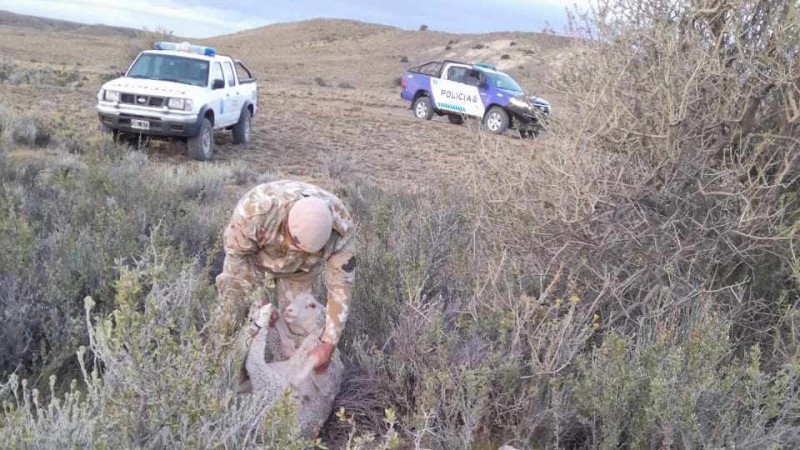 Un ex ministro de Santa Cruz, detenido con un grupo dedicado al robo de ovejas