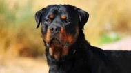 Nena de 3 años fue atacada por un perro rottweiler y está hospitalizada