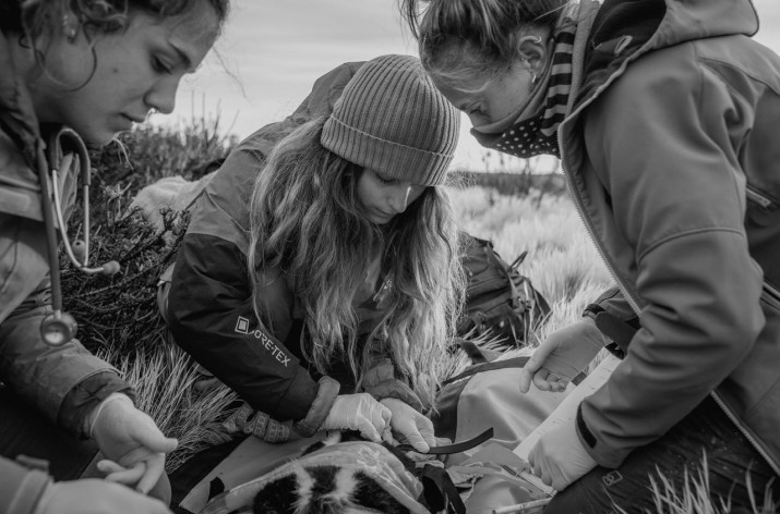 Pumas, zorros y aves, una relacin inesperada que la ciencia intenta desentraar