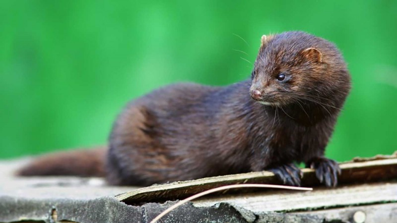 Especie invasora: alerta por avistamiento de visn americano en el Parque Nacional Torres del Paine en Chile