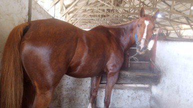 Santa Cruz: una yegua del Ejército estaba perdida hace nueve días y fue encontrada en una estancia  