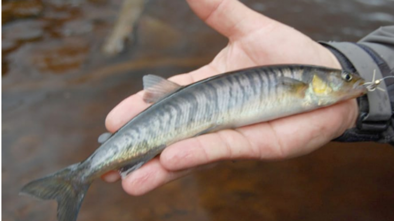 Identifican una nueva especie de pez de agua dulce en la provincia de Tierra del Fuego 