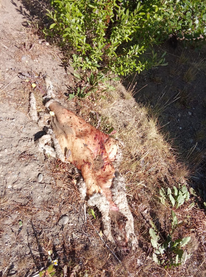 Santa Cruz: allanaron y encontraron animales robados y armas en un puesto de Vialidad Provincial 