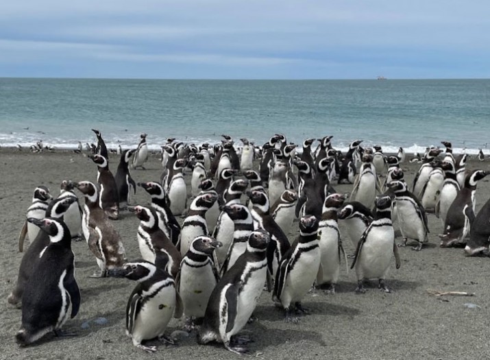 Cabo Virgenes ofrece la oportunidad de observar pinginos magallnicos en su hbitat natural. 