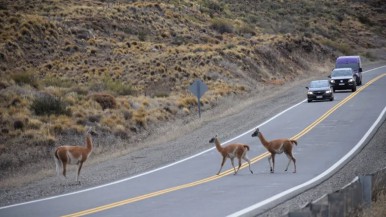 Guanacos en las rutas de Santa Cruz: advierten sobre las zonas críticas