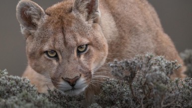 Buscan que el avistaje de pumas en Patagonia sea un nuevo atractivo turístico