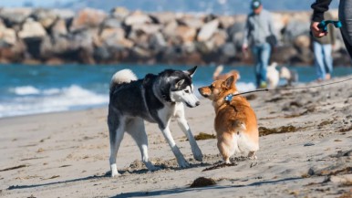 Las Grutas: un perro mordió a un vendedor y recordaron que no se puede llevar mascotas a la playa